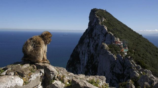 Macaco em penhasco de Gibraltar