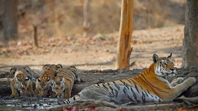 காலர்வாலி