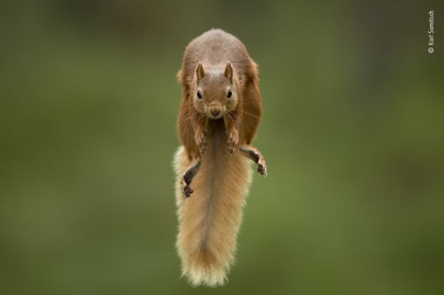 Esquilo pulando