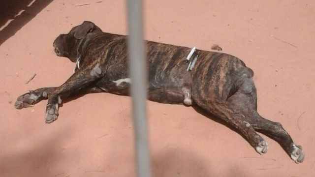 L'entourage de M. Barrow avait affirmé que son fils Habibou, né en 2010, était décédé à la suite de morsures de chien, sans explication sur les circonstances du drame.