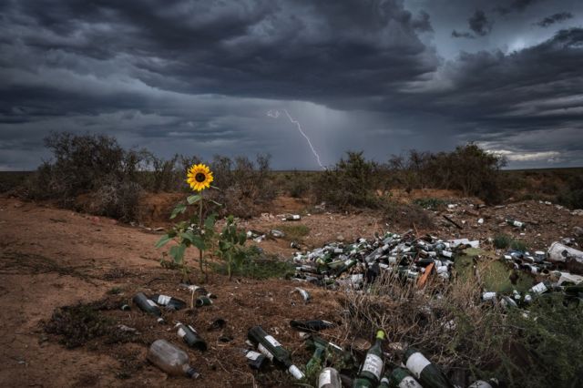 A storm passes over a sunflower at a rubbish dump in South Africa