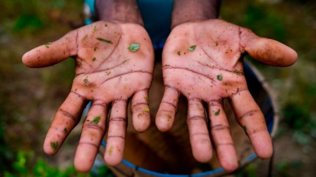 Руки трудового мигранта из Венесуэлы на плантации коки в Колумбии
