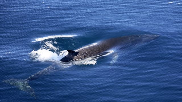 Imagem mostra baleia-minke no mar