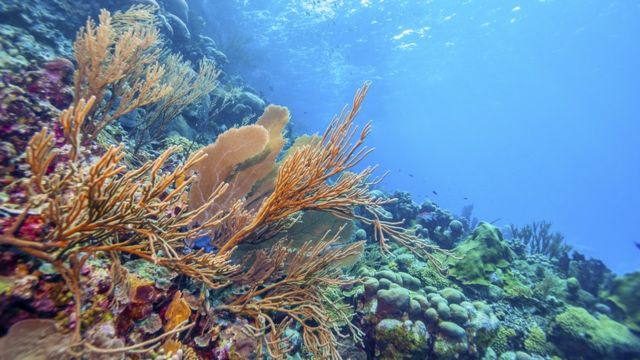 دیواره بزرگ مرجانی که در ساحل استرالیا قرار دارد عظیم‌ترین سازواره تشکیل‌شده از موجودات زنده بر روی کره زمین است