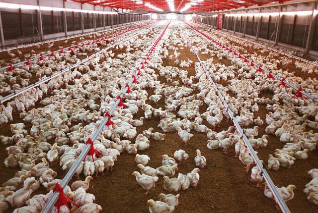 Imagem de milhares de galinhas em um galpão de criação de galinhas