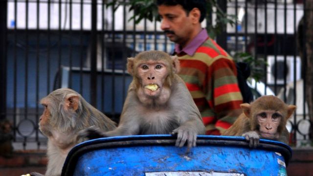 Monkeys in a rubbish bin
