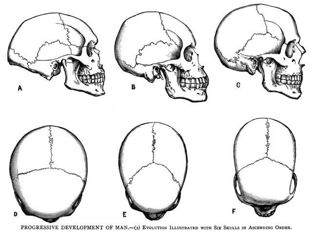 Ilustração mostra estudo da frenologia, que observava o crânio