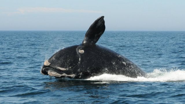 Северный гладкий кит