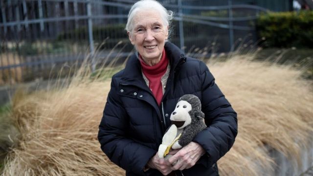 Jane Goodall con su famoso muñeco de mono en 2018.