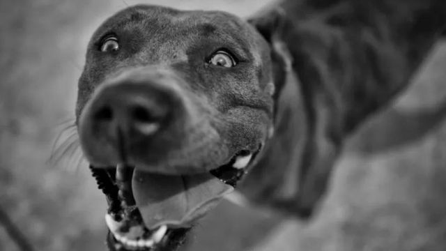 நாய்கள் கடிப்பது என்?