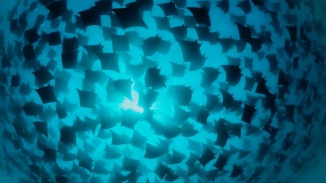 纳乔姆拍摄水底世界有40多年的经验(photo:BBC)