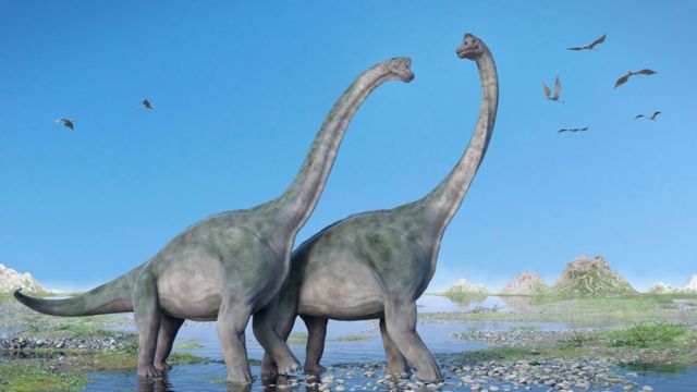Dos ejemplares de Branchiosauro