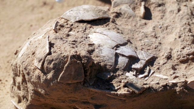 بقايا بيض نعام عمرها 4000 عام تم العثور عليها في موقع معسكر ما قبل التاريخ في منطقة النقب في إسرائيل