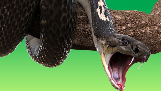 பாம்புகள்