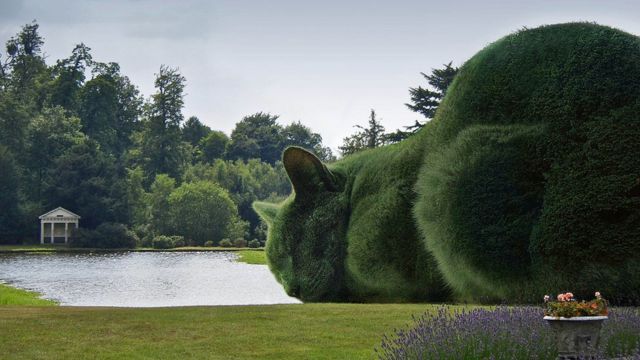 Topiary cats 'seen by millions' on Facebook