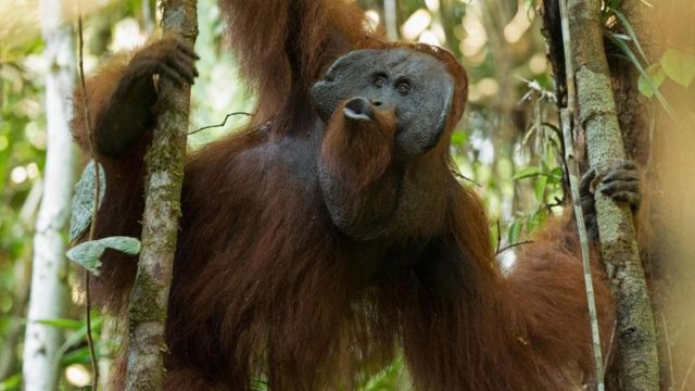 Un orangután