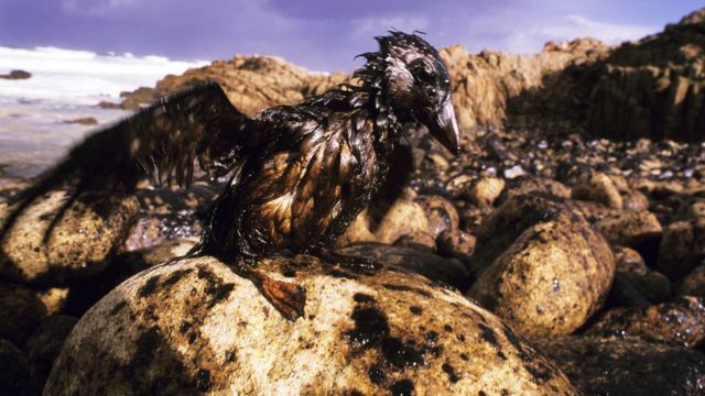 Un ave llena de chapapote en la costa gallega