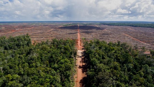 Área de floresta devastada vista de cima em Papua, na Indonésia