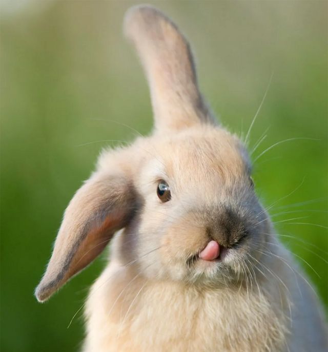 Un conejo sacando la lengua