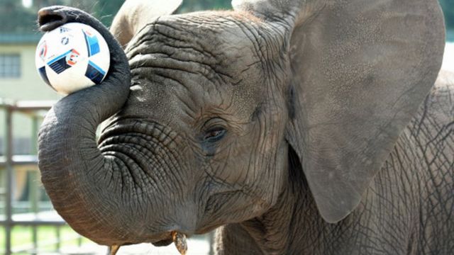 Elephant