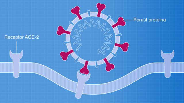 Korona Virus: Anatomija Pandemije Respiratorne Bolesti Kovid-19 - BBC ...