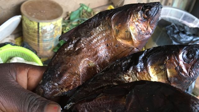 Bifaga fish