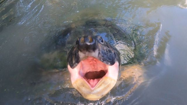 Una tortuga de río sudamericana enviando un mensaje durante la investigación.