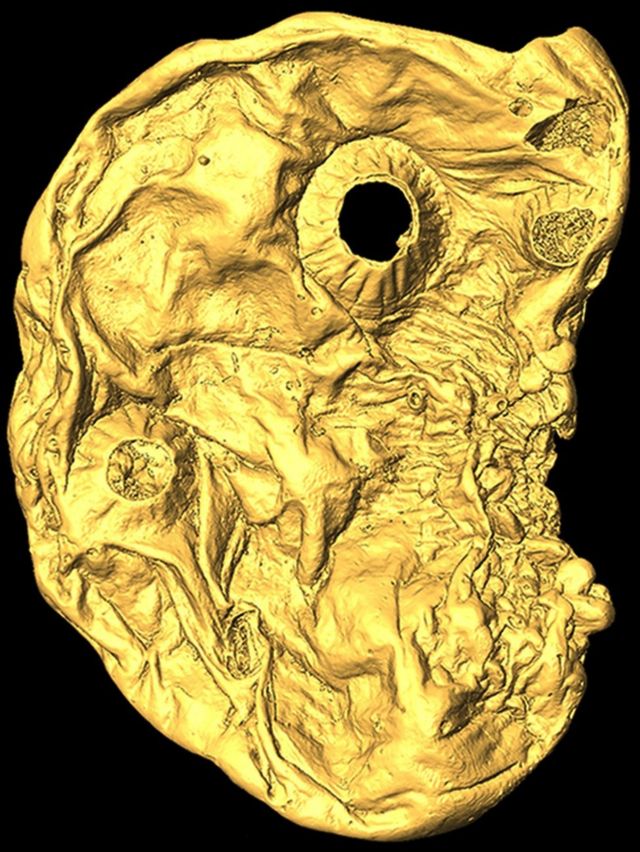 A highly detailed microscope image of Saccorhytus coronarius.