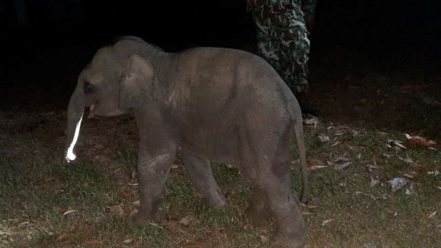 Nyawa bayi gajah berhasil diselamatkan dengan napas buatan 