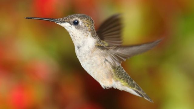 Colibrí garganta de rubí