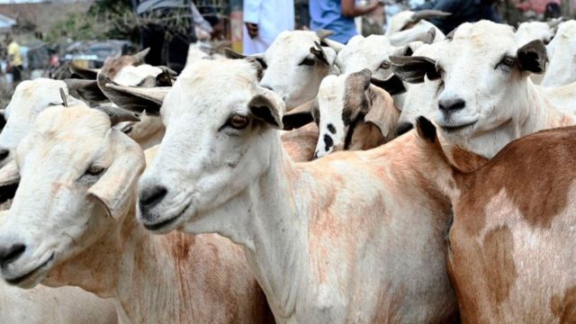 የፓርቲ አባል ንብረት የሆኑ 13 ፍየሎች መታሰራቸው ተነገረ