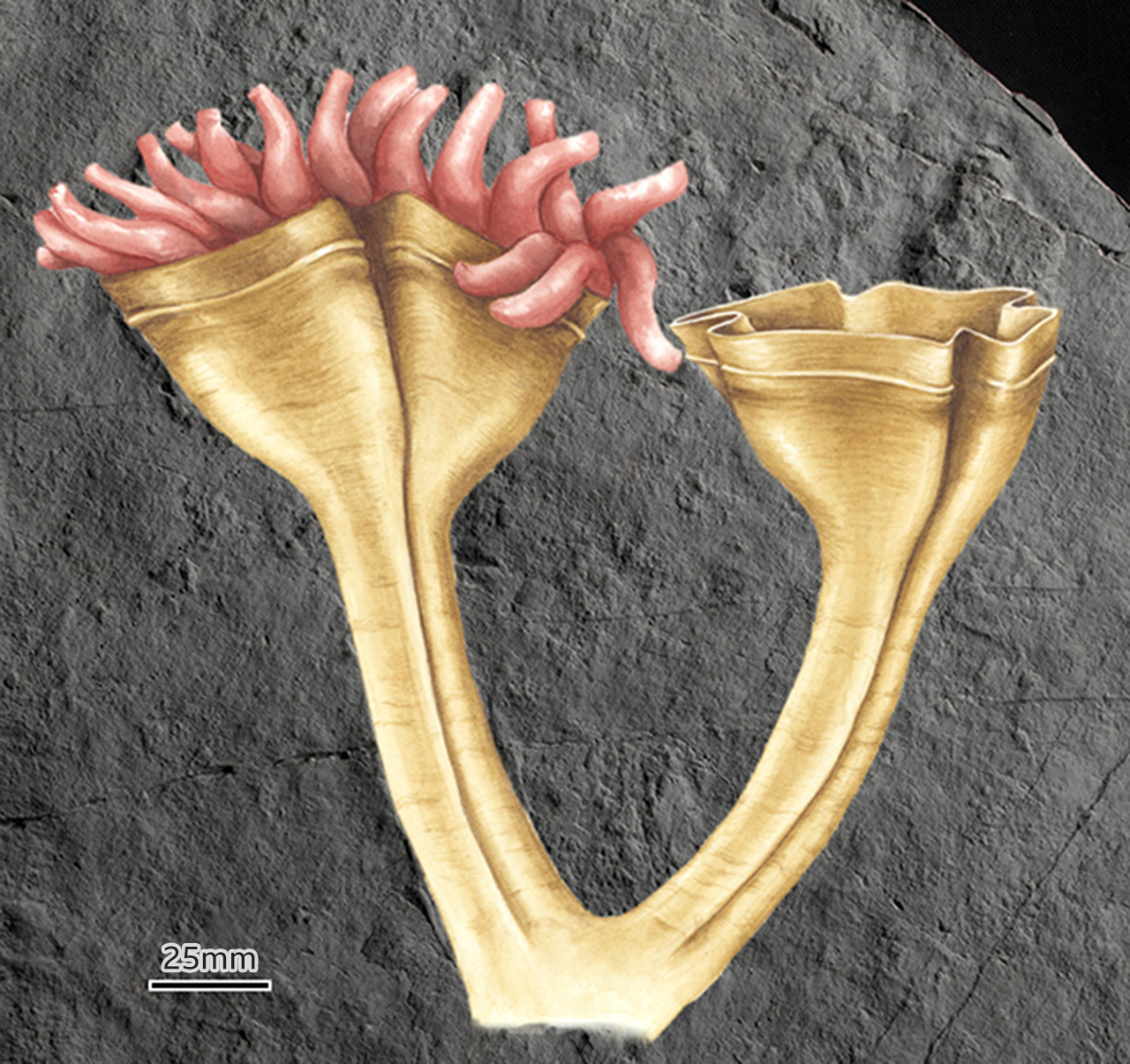 _126038967_fossil_top-nc.png