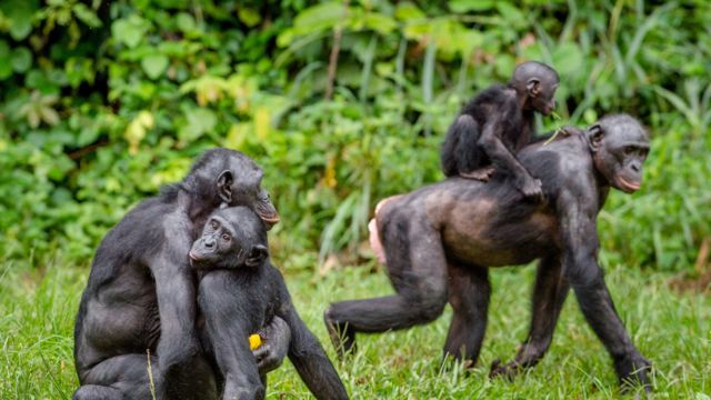 A vida sexual dos bonobos, os macacos 'feministas' - BBC News Brasil