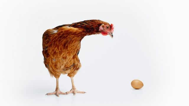 Una gallina mira un huevo
