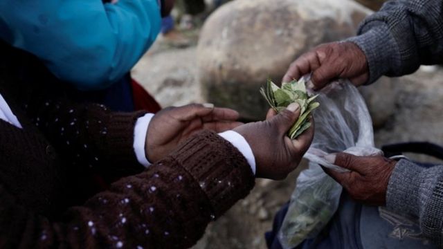 玻利维亚允许古柯种植者在特定限制范围内种植古柯，许多原住民仍然使用古柯叶(photo:BBC)