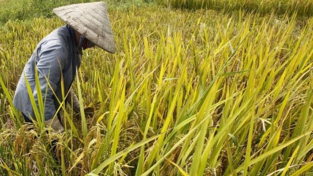 လယ်သိမ်း