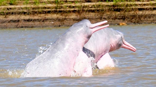 Delfines rosados Foto: Fundación Omacha
