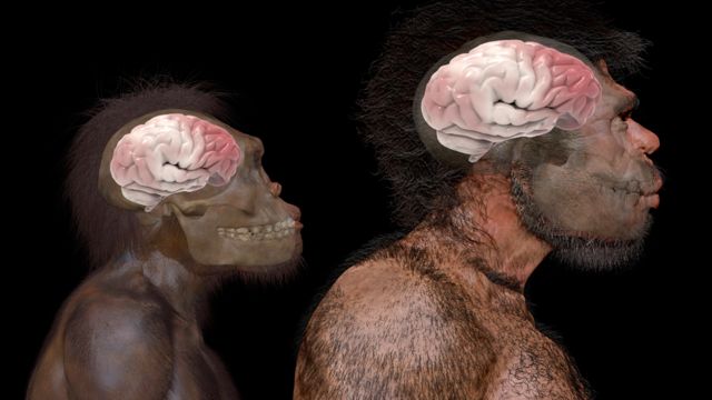 Comparación del tamaño del cerebro de homo naledi (especie de hominino extinta) y homo sapiens según fósiles hallados en Jebel Irhoud en Marruecos
