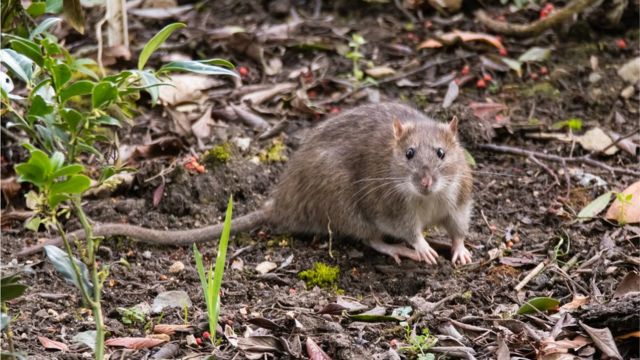 Nova York rato gigante é visto em loja 