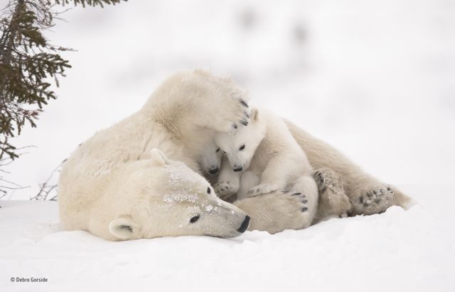 Familia de osos polares en Wapusk National Park, Manitoba, Canadá