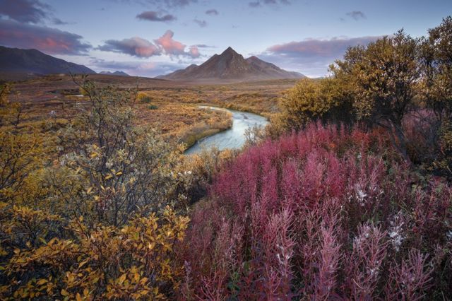 A landscape showing a river with yellow and red plants with a mountain in the background