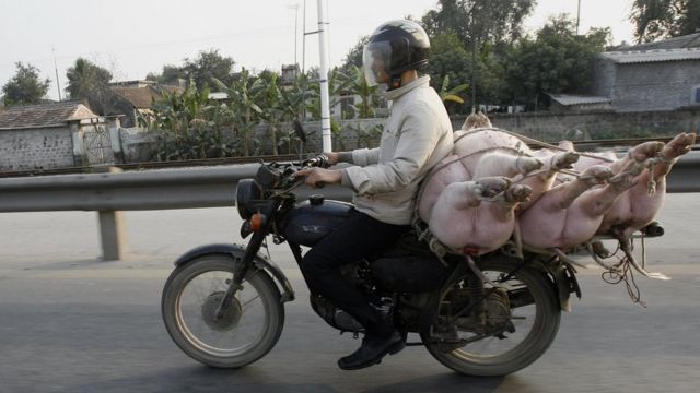 Pigs