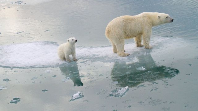 Kuzey kutbundaki buzullar hızla erimeye devam ediyor ve kutup ayılarının yaşam alanı giderek daralıyor.