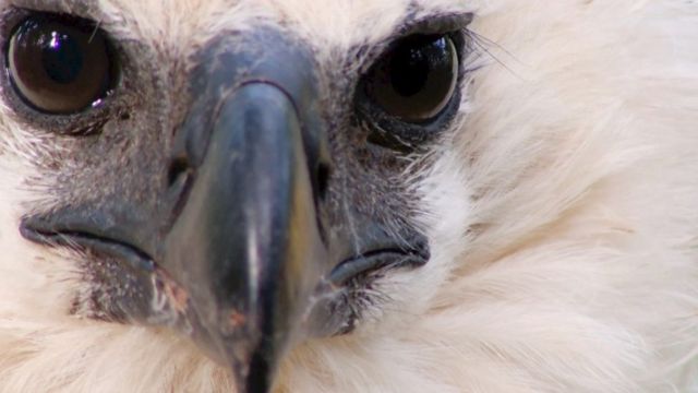 Alexander Blanco, el veterinario venezolano que arriesga su vida para  salvar al águila harpía - BBC News Mundo