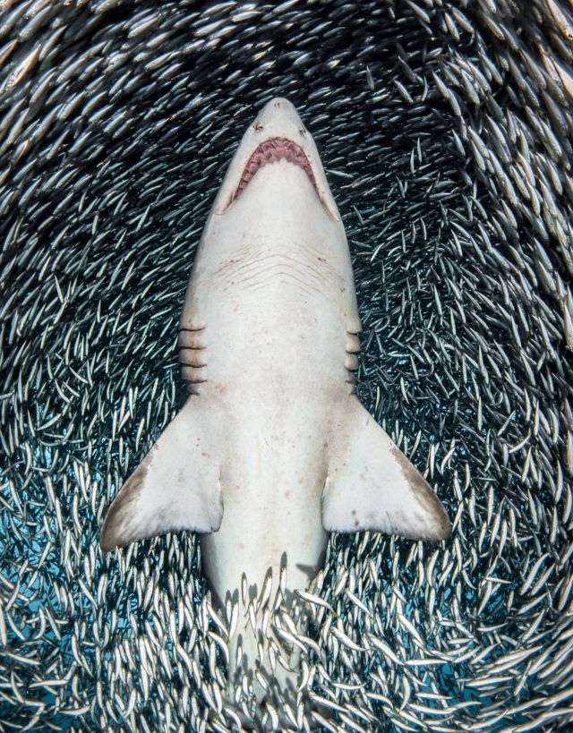 A sand tiger shark surrounded by millions of tiny fish