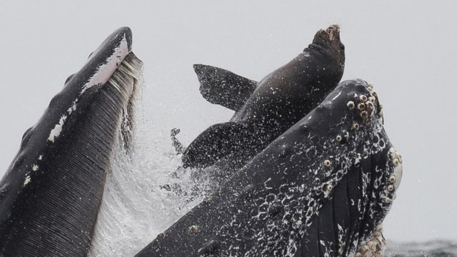 혹등 고래는 이가 없는 대신에 입에 수백 개의 얇은 판이 있어 먹이를 걸러 먹을 수 있다