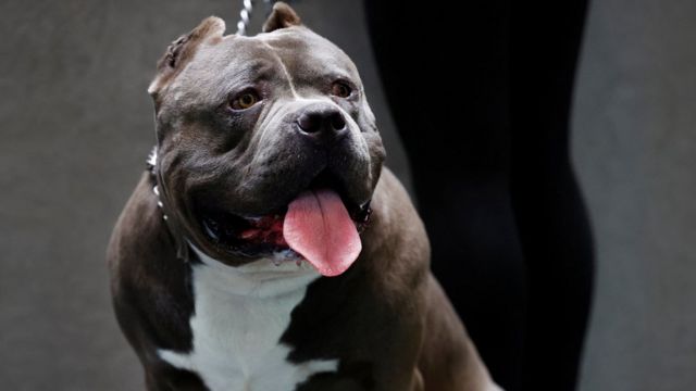 american bulldog ban: American XL Bully dog breed banned in UK and Wales -  The Economic Times