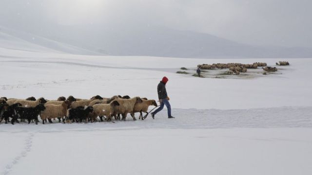 Çobanlık, Türkiye'deki Afganların yoğun olarak yaptıkları işlerden biri.