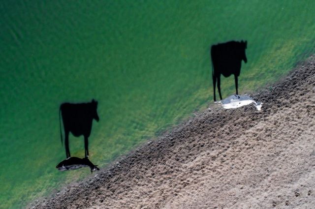 Two cows take their morning drinks as their shadows are cast across the water.