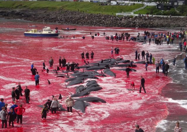 Inhabitants of the Faroe Islands go whaling in the bay in Sandavágur